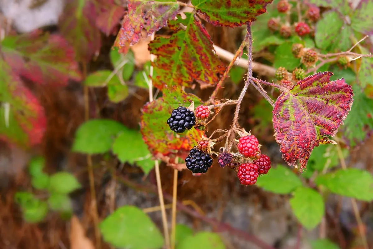 Autumn Hedgerow Sketching Challenge: 7 Weekly Prompts