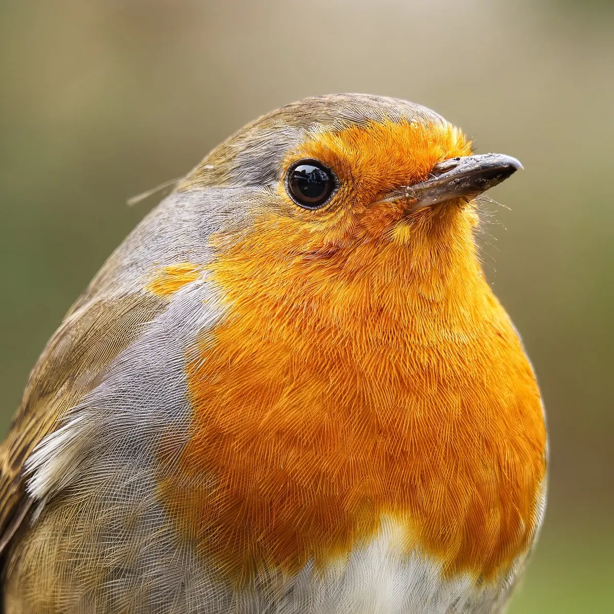 How to Draw British Garden Birds: Robin, Blue Tit and Blackbird